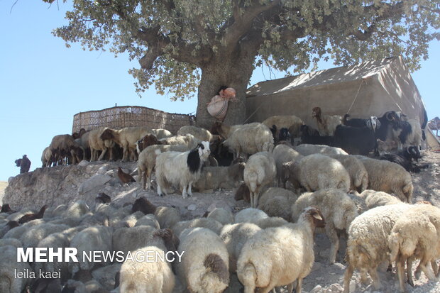 عشایر شهرستان آبدانان سالانه ۸۰۰ میلیارد تومان محصول تولید می کنند عشایر شهرستان آبدانان سالانه ۸۰۰ میلیارد تومان محصول تولید می کنند